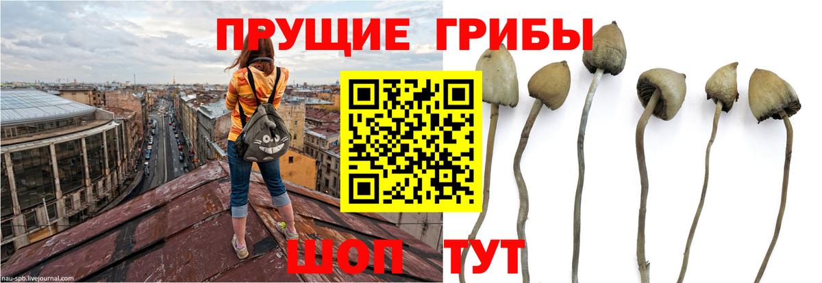 Псилоцибиновые грибы GOLDEN TEACHER Моздок